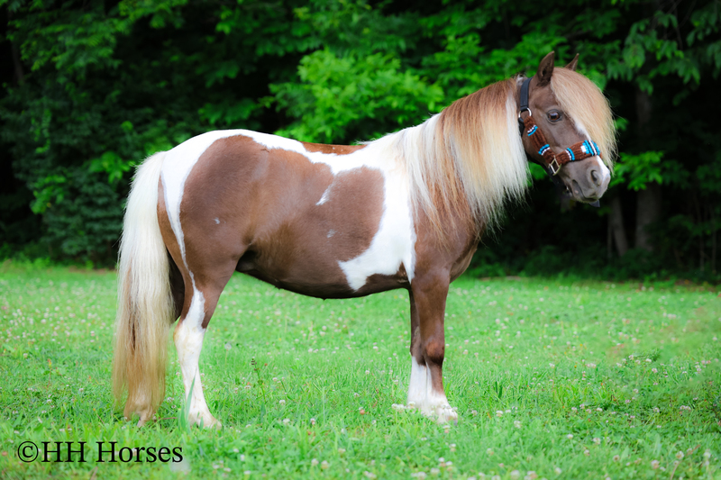 VERY CUTE SMALL CHOCOLATE AND WHITE PAINT PONY MARE, YOUTH RIDDEN