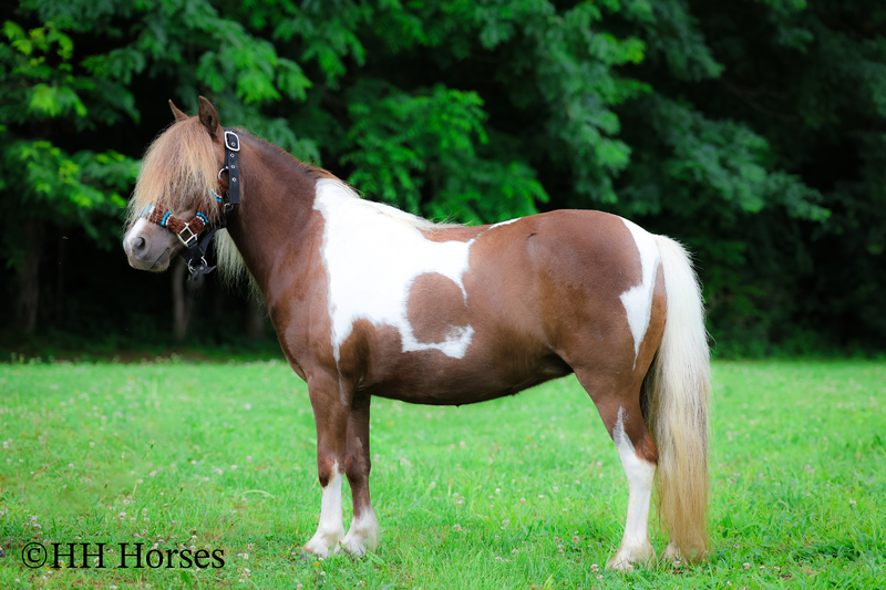 Horses for Sale |