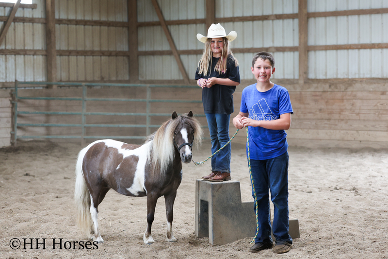 VERY CUTE SMALL CHOCOLATE AND WHITE PAINT PONY MARE, YOUTH RIDDEN