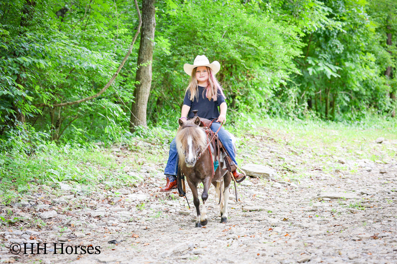 VERY CUTE SMALL CHOCOLATE AND WHITE PAINT PONY MARE, YOUTH RIDDEN