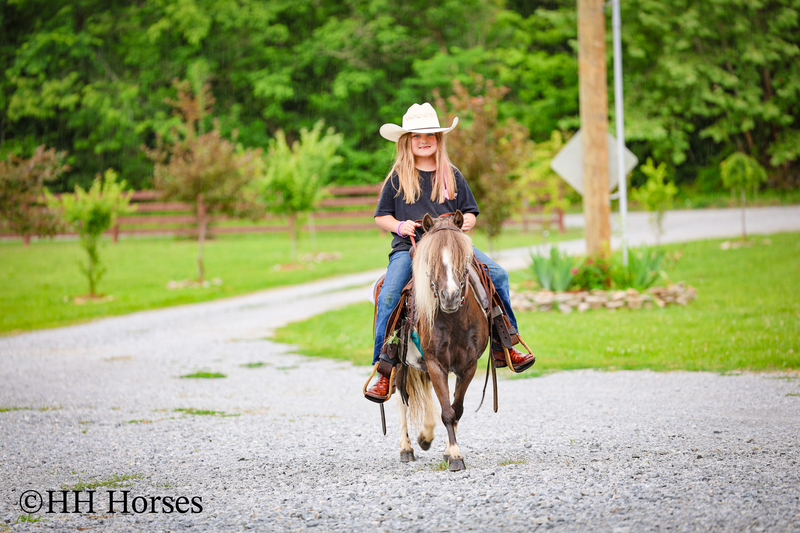 VERY CUTE SMALL CHOCOLATE AND WHITE PAINT PONY MARE, YOUTH RIDDEN