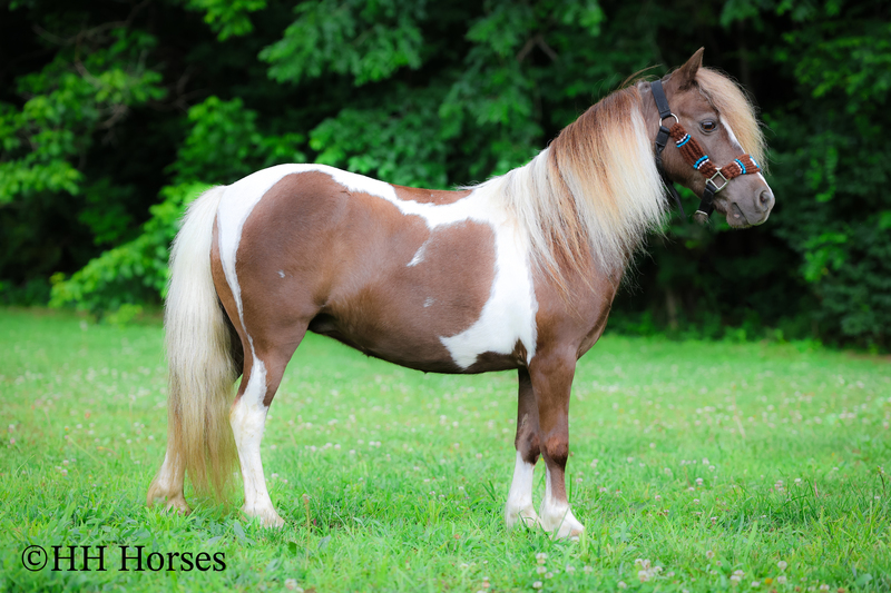 VERY CUTE SMALL CHOCOLATE AND WHITE PAINT PONY MARE, YOUTH RIDDEN
