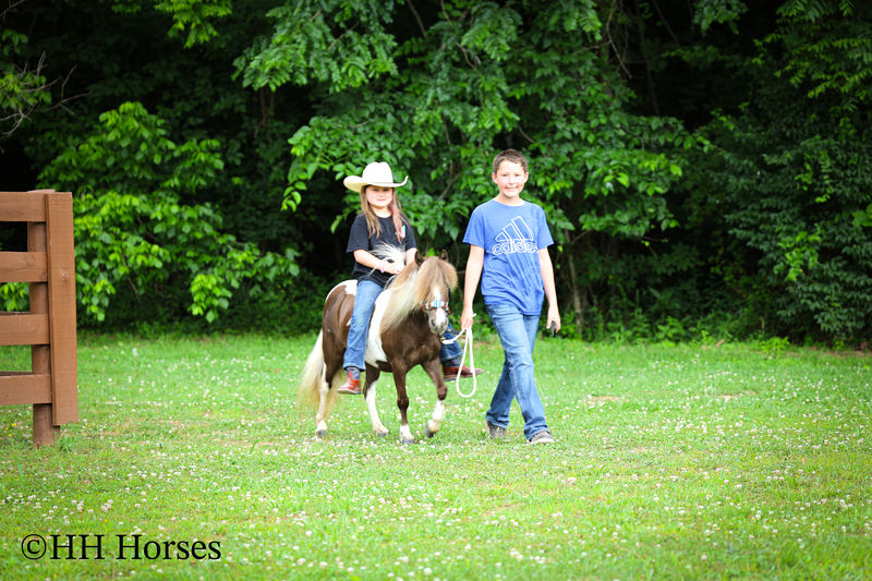 VERY CUTE SMALL CHOCOLATE AND WHITE PAINT PONY MARE, YOUTH RIDDEN