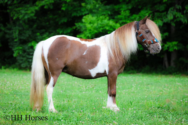 VERY CUTE SMALL CHOCOLATE AND WHITE PAINT PONY MARE, YOUTH RIDDEN