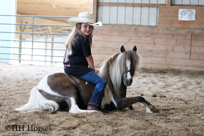 VERY CUTE SMALL CHOCOLATE AND WHITE PAINT PONY MARE, YOUTH RIDDEN