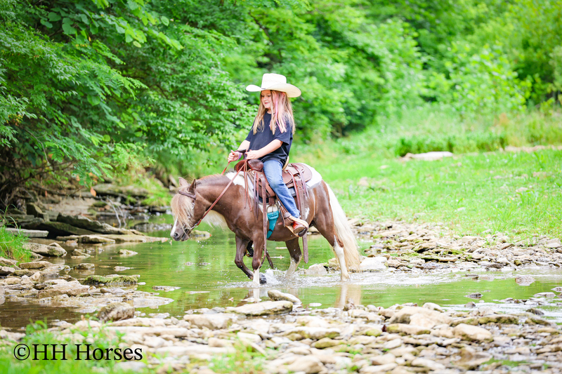 VERY CUTE SMALL CHOCOLATE AND WHITE PAINT PONY MARE, YOUTH RIDDEN