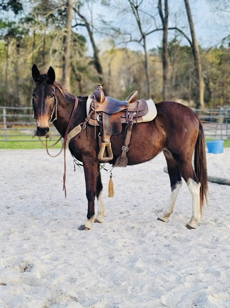 Broke mules for sale hot sale