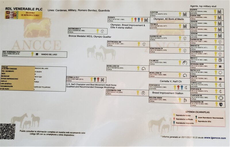 9 times National Champion PRE Stallion at Stud