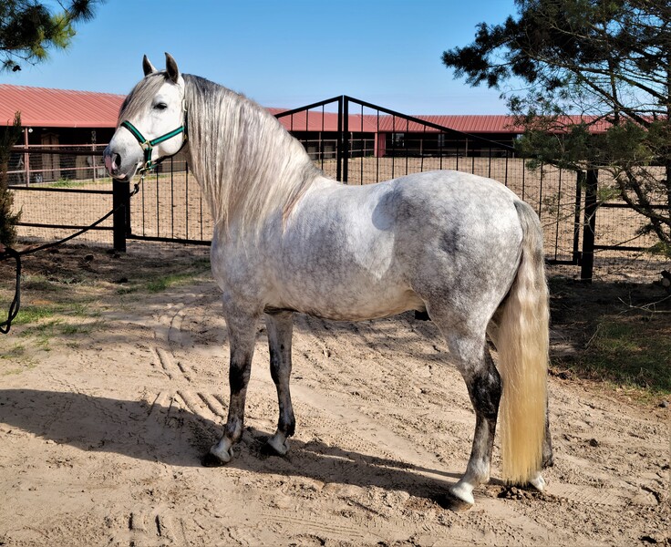 9 times National Champion PRE Stallion at Stud