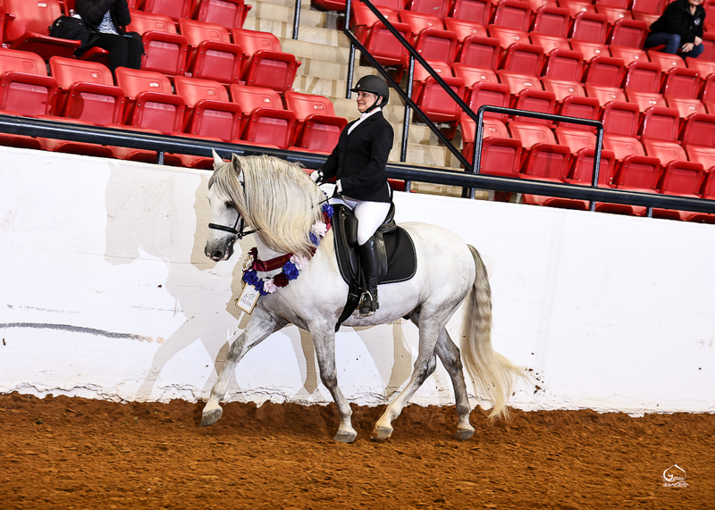 9 times National Champion PRE Stallion at Stud