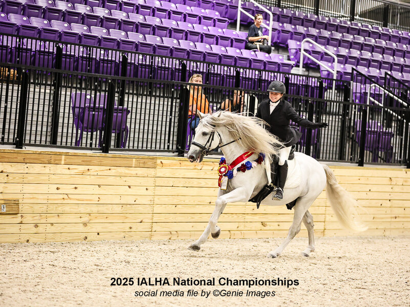 9 times National Champion PRE Stallion at Stud