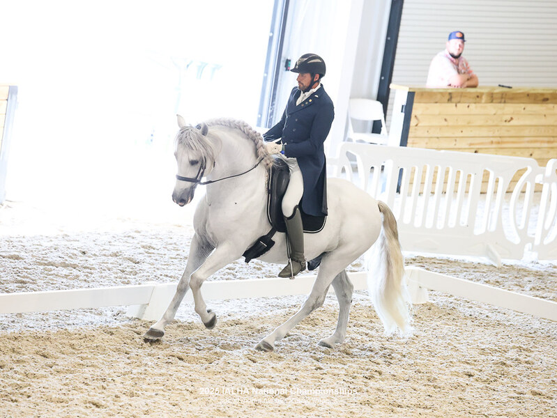 9 times National Champion PRE Stallion at Stud