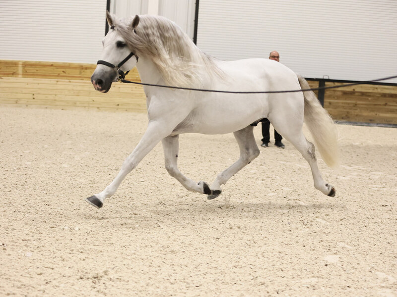 9 times National Champion PRE Stallion at Stud