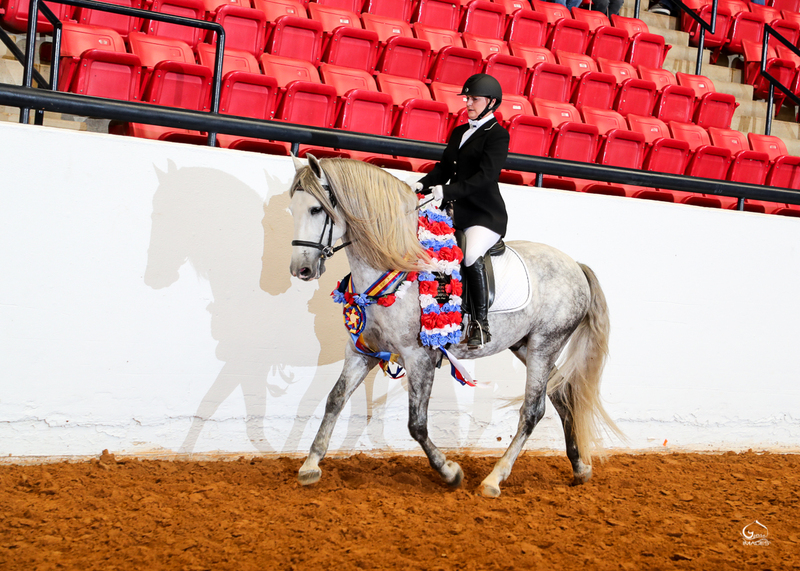 9 times National Champion PRE Stallion at Stud