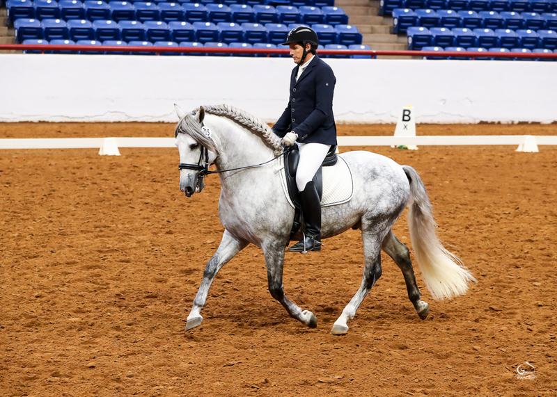 9 times National Champion PRE Stallion at Stud