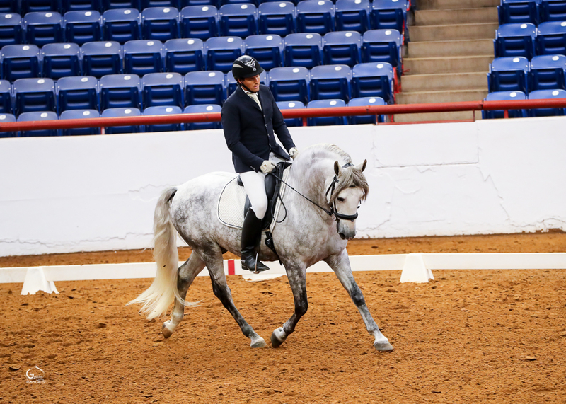 9 times National Champion PRE Stallion at Stud