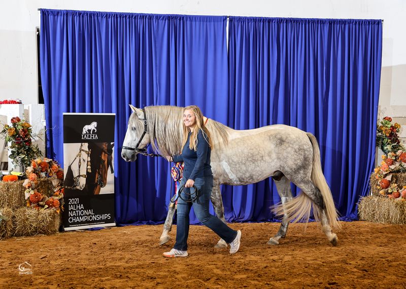 4 times National Champion PRE Stallion at Stud