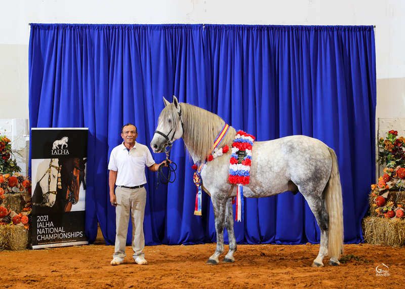 9 times National Champion PRE Stallion at Stud