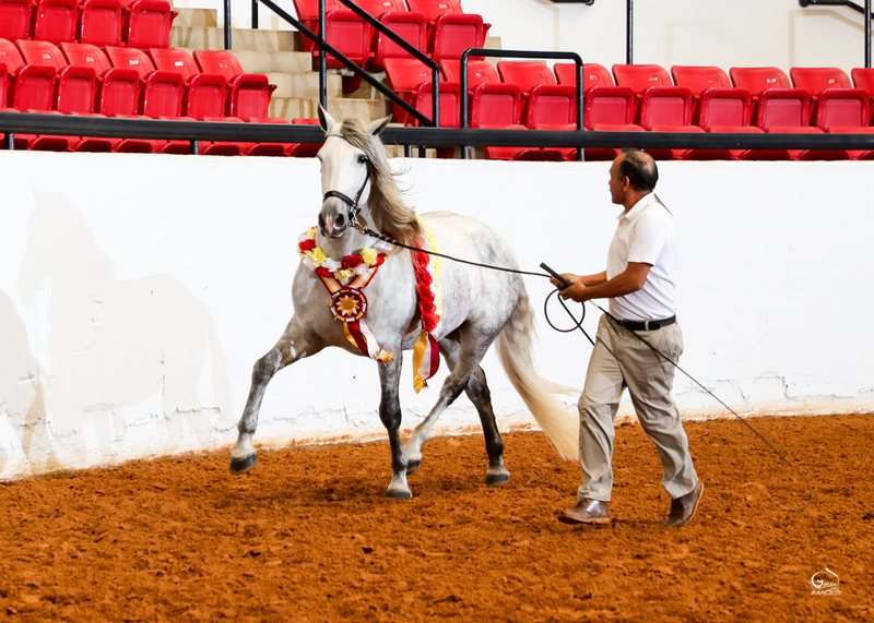 9 times National Champion PRE Stallion at Stud