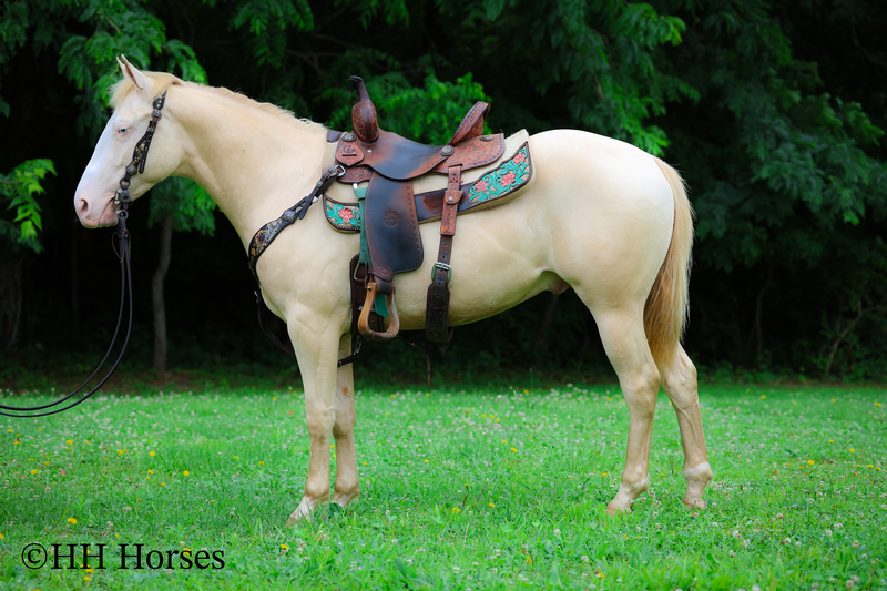 Horses for Sale |