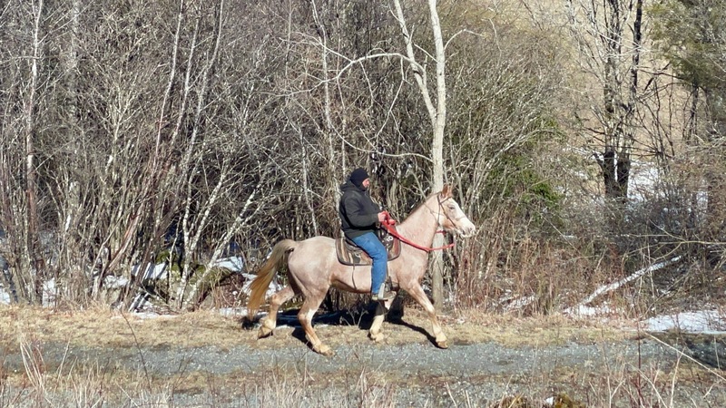 Sweet Easy To Ride Trail Horse