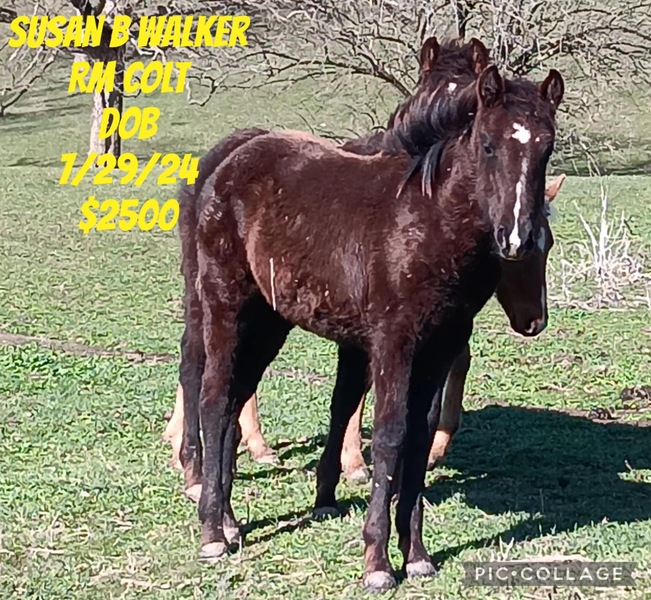 Well Bred Black Yearling Colt 