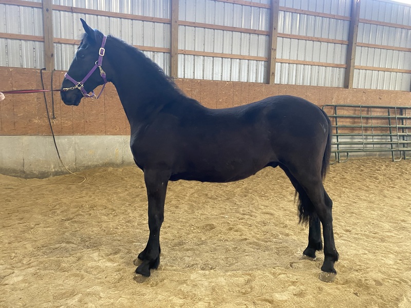 Well Bred Beautiful Well Trained Yearling 