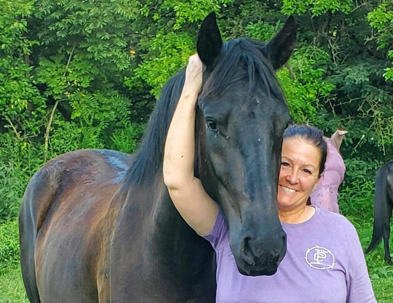 Well Bred Beautiful 2 Year Old Gelding 