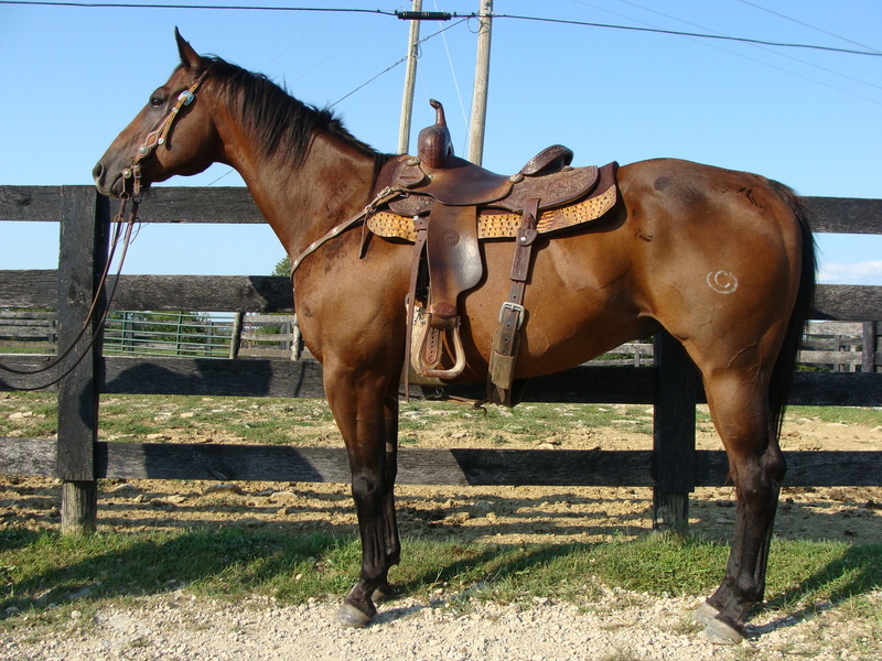 REALLLY FUN AND REALLY BROKE BAY QUARTER HORSE GELDING, USED FOR RANCH