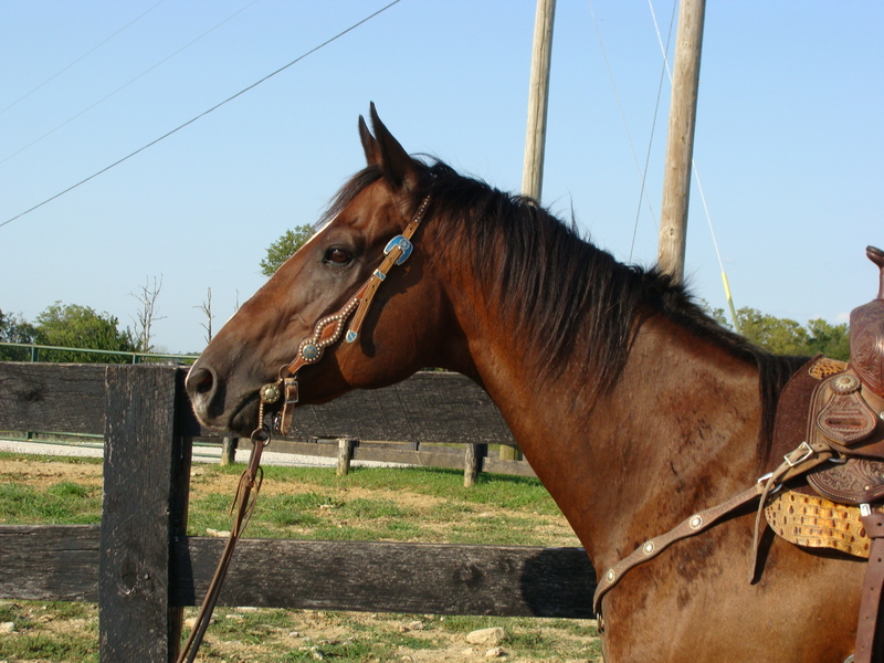 REALLLY FUN AND REALLY BROKE BAY QUARTER HORSE GELDING, USED FOR RANCH