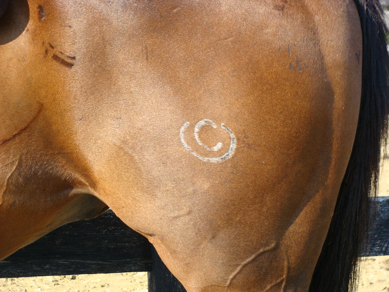 REALLLY FUN AND REALLY BROKE BAY QUARTER HORSE GELDING, USED FOR RANCH