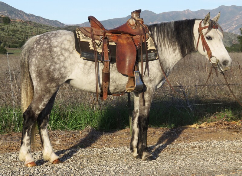 5 YEAR OLD 13.1 HAND WELSH PONY