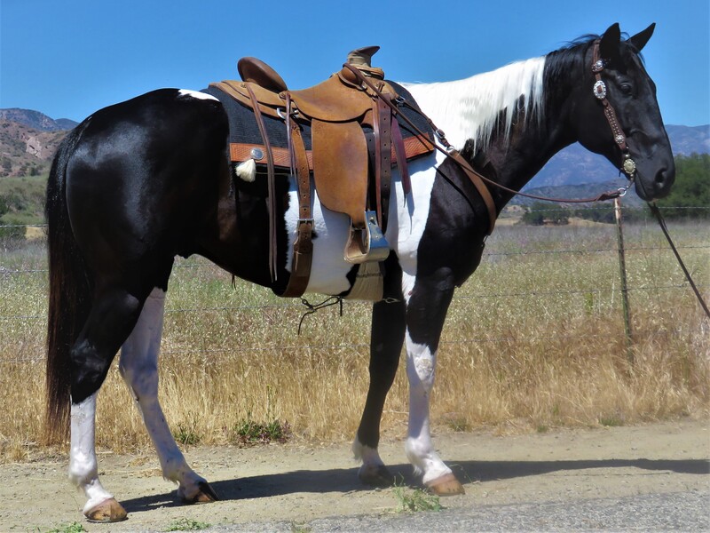 10 YEAR OLD 16.1 HAND BLACK AND WHITE PAINT GELDING