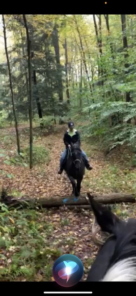 Beautiful Blue Roan Trail Horse