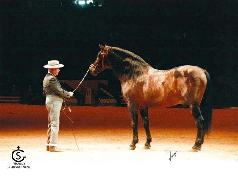 Inscribed coming 3 Yr old gray gelding