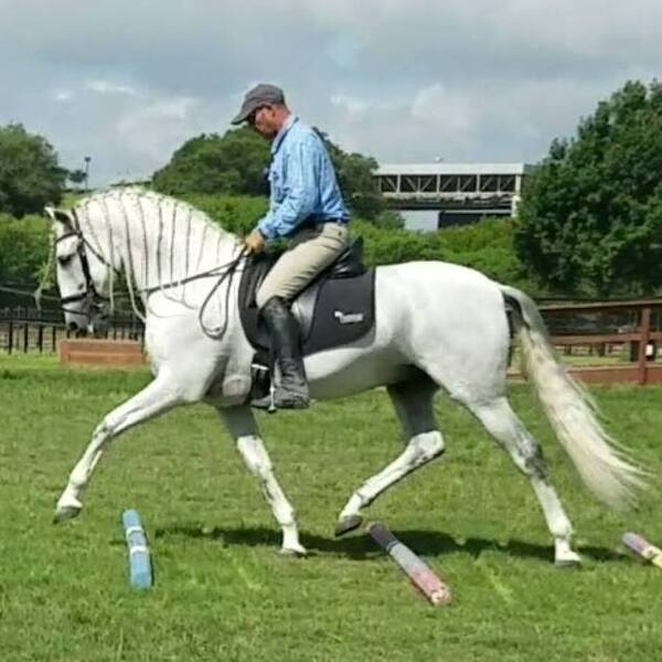 Inscribed 2 Yr old gray gelding