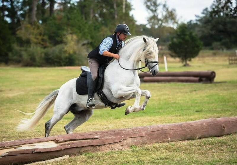 Inscribed coming 3 Yr old gray gelding