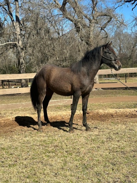 Inscribed 2 Yr old gray gelding