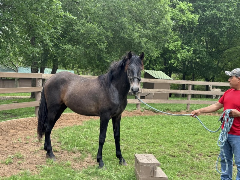 Inscribed coming 3 Yr old gray gelding