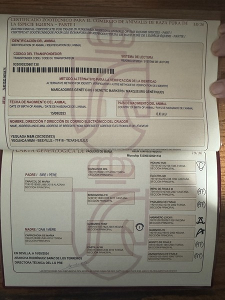 Inscribed 2 Yr old gray gelding