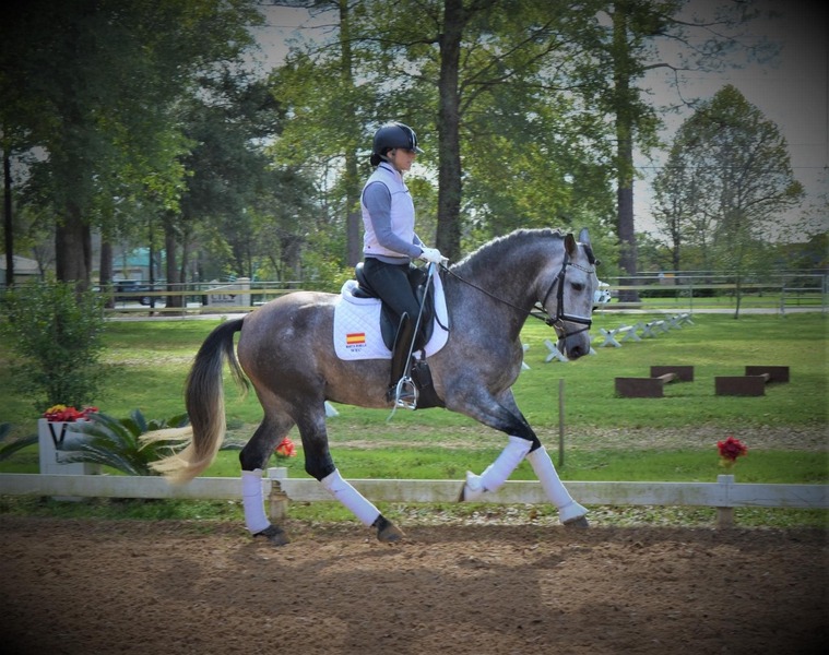 Inscribed 2 Yr old gray gelding
