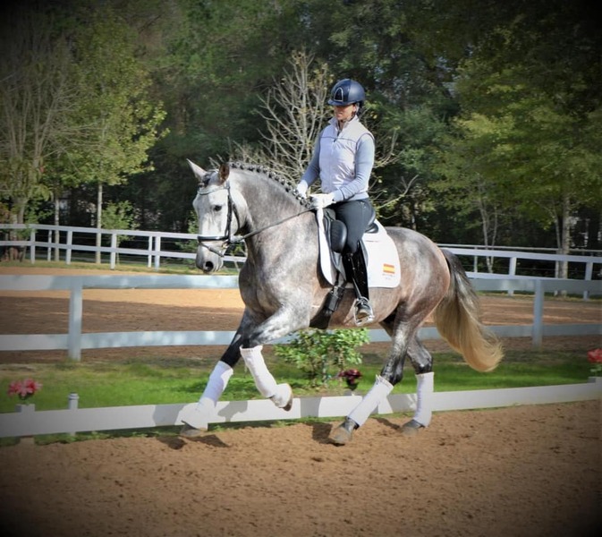 Inscribed coming 3 Yr old gray gelding Vaquero de Maria