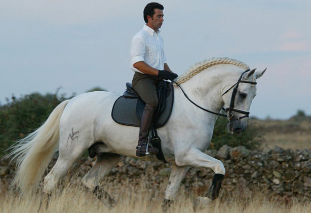 Inscribed 2 Yr old gray gelding