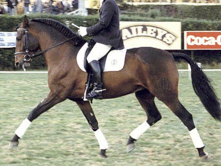 Inscribed 2 Yr old gray gelding