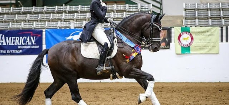 Inscribed coming 3 Yr old gray gelding