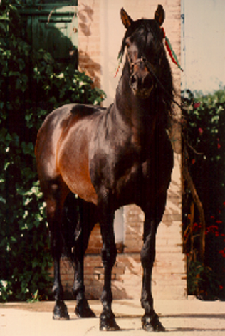 Inscribed 2 Yr old gray gelding