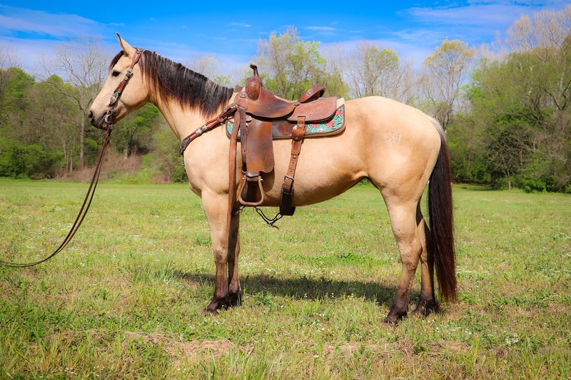 REALLY WELL BROKE BUTTERMILK BUCKSKIN QUARTER HORSE MARE, NECK REINS