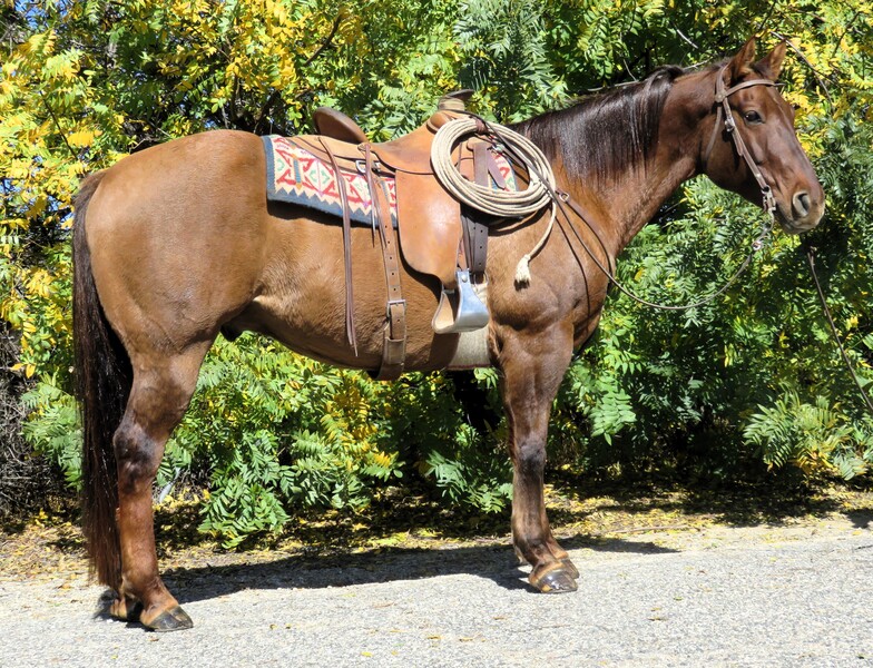 13 YEAR OLD 16 HAND DUNN GELDING
