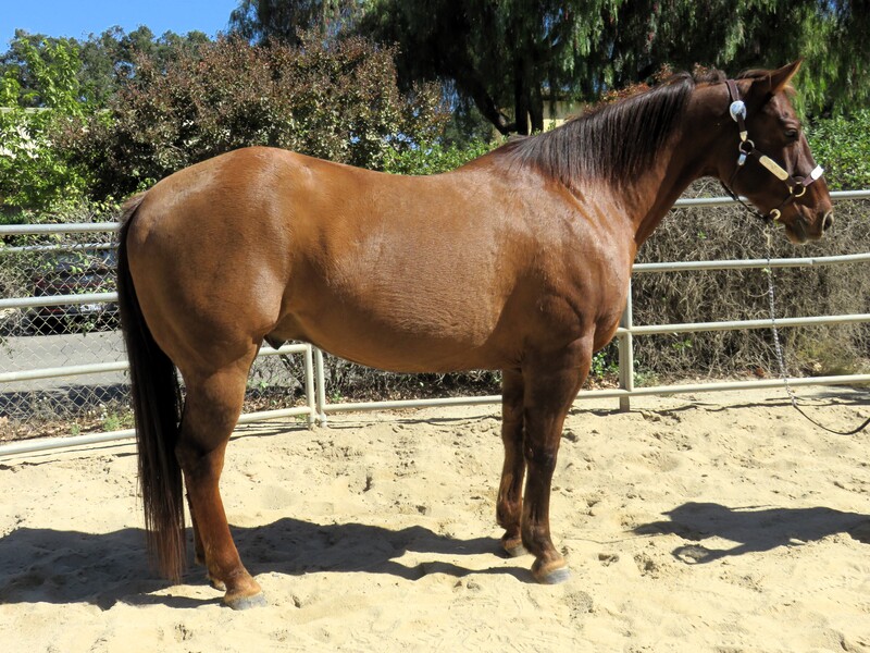 13 YEAR OLD 16 HAND DUNN GELDING
