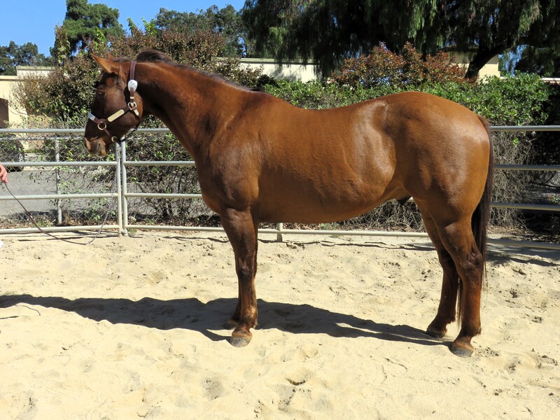 13 YEAR OLD 16 HAND DUNN GELDING